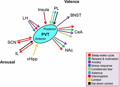 The Paraventricular Nucleus of the Thalamus Is an Important Node in the Emotional Processing Network